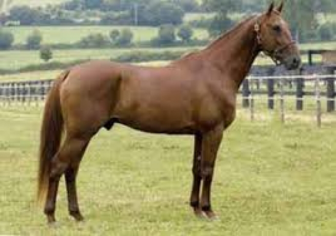 Vends-saillie-LOVE-YOU-(-Coktail-Jet-Guilty-of-Love-par-And-Arifant)