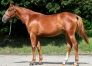 vente-yearlings-nes-en-2023-trotteurs-francais-0