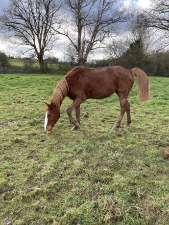 Lot-de-3-chevaux-urgent-2