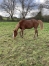 Lot-de-3-chevaux-urgent-2