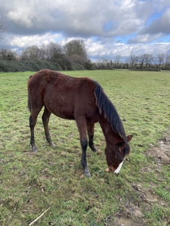 Lot-de-3-chevaux-urgent-1