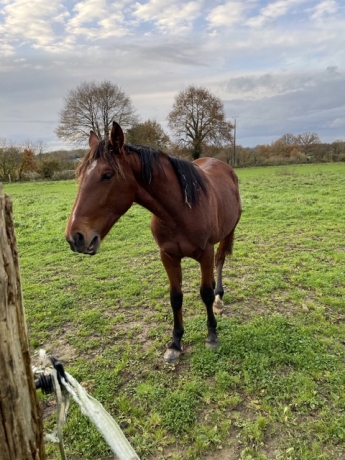 Lot-de-3-chevaux-urgent-0
