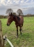 Lot-de-3-chevaux-urgent-0