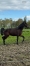 Pouliche-M-trotteuse-1