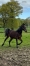 Pouliche-M-trotteuse-0