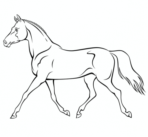 Cherche-jeune-cheval-avec-probleme-a-soigner