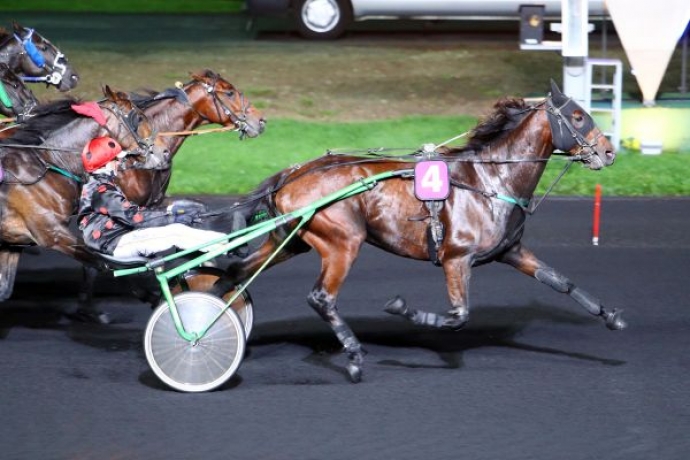 Vends-saillie-ENINO-DU-POMMEREUX-(Coktail-Jet--Noune-du-Pommereux-par-Halimede)