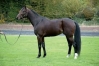 Vends-saillie-MAGNIFICENT-RODNEY-(Coktail-Jet--Bodomie-par-Podosis)-0