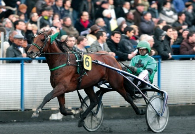 Vends-saillie-ROLLING-D-HERIPRE-(Dahir-de-Prelong--Harmony-Blue-par-Blue-Dream)-0