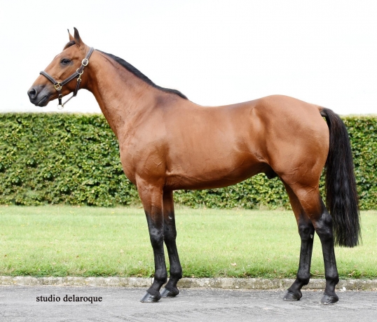 Saillies-Igrec-de-Celland-2