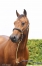 Saillies-Igrec-de-Celland-0