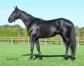 Vends-saillie-KING-OPERA-(Ready-Cash--Unlimited-Jet-par-Orlando-Vici)-0