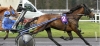Propose-foal-sharing-0