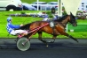 Vends-saillie-COUP-DE-POKER-(Coktail-Jeti--Tacticienne-par-Goetmals-Wood)-0