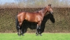 Saillie-The-Best-Madrik-Contre-50--PE-0