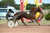A-vendre-EQUEJUELO-TROTTEUR-FRANCAIS--MALE-ALEZAN-2014-0