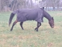 Bambina-du-parc-recherche-saillie-pour-option-ou---prime-0