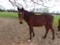 Femelle-et-male-