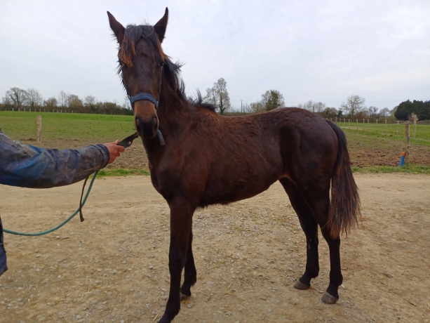 Femelle-et-male-