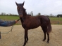 Femelle-et-male-