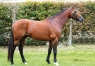 Donne-saillie-Unbridled-Charm-contre---prime-d--0