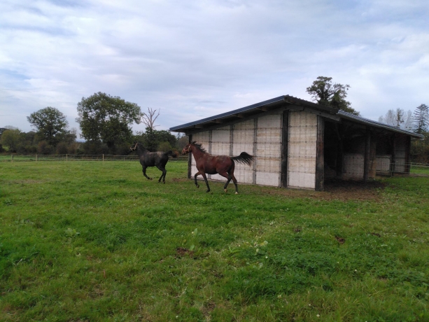 ELEVAGE-DE-LA-GUERDERIE-Pension-Elevage--Repos--Retraite-2