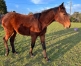 Vends-O-Male-par-Clif-du-Pommereux--0