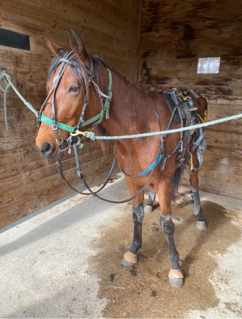 Jument-trot-3-ans-147-cm-pour-courses-poneys