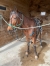 Jument-trot-3-ans-147-cm-pour-courses-poneys-1