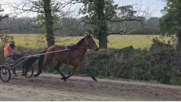 Jument-trot-3-ans-147-cm-pour-courses-poneys-0