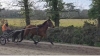 Jument-trot-3-ans-147-cm-pour-courses-poneys-0