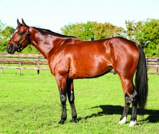 Vends-saillie-de-CHARLY-DU-NOYER-(Ready-Cash--Ornella-Jet-par-Halimede)