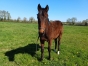 2-poulains-