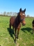 2-poulains-