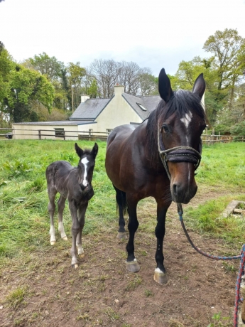 Foal-a-reserver-au-sevrage
