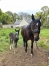 Foal-a-reserver-au-sevrage-0