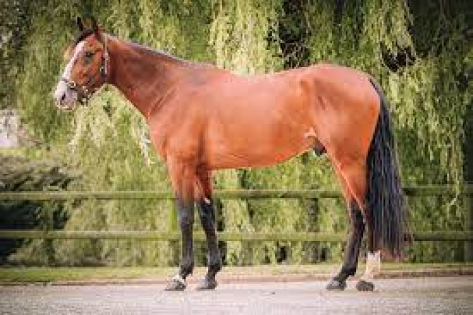 Vends-saillie-IMPRESSIONIST-(Ready-Cash--Une-Lady-de-Nappes-par-Love-You)