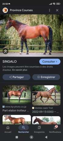 Saillie-singalo