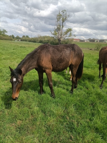 Femelle-O-par-Enino-du-Pommereux-1