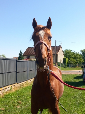 Cede-ou-location-nash-de-bessay