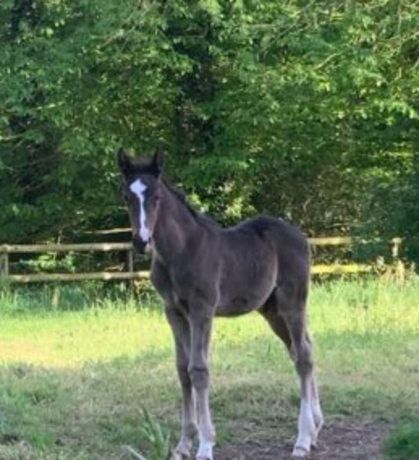 Foal-a-reserver-au-sevrage