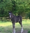 Foal-a-reserver-au-sevrage-0
