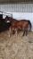 Vend-pouliniere-G-1