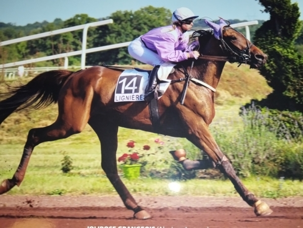 cherche-location-pour-jument-6-ans-attele-monte
