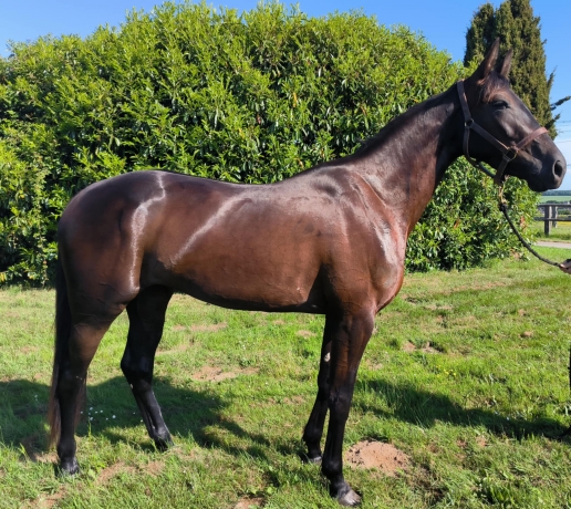 Miami-Lady-(Uriel-Speed)