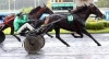 Vends-saillie-HUSSARD-DU-LANDRET-(Bird-Parker--Anakine-du-Bellay-par-Look-de-Star)-0