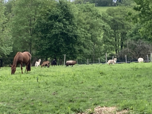 Pension-chevaux-repos-1