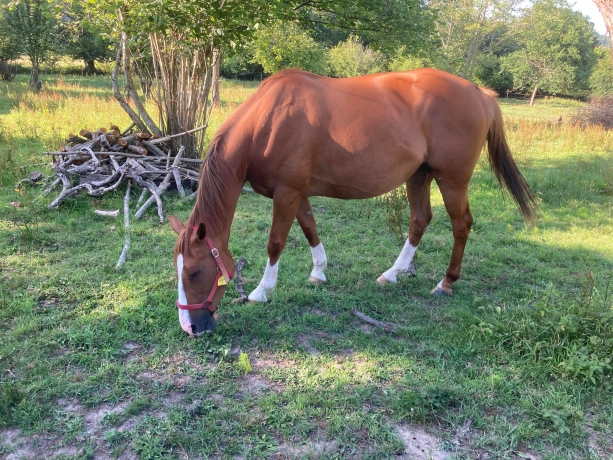 Pension-chevaux-repos-0