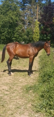 obal-de-manon-1