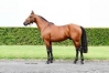 Vends-saillie-IGREC-DE-CELLAND-(Django-Riff--Topaze-de-Tillard-par-Capriccio)-0